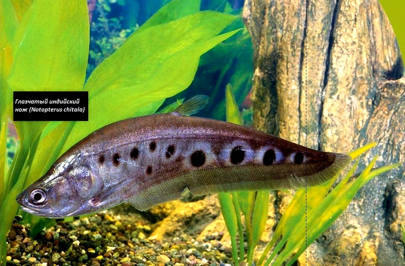 Akvarium: Укрытия в пресноводном аквариуме для беспозвоночных и рыб