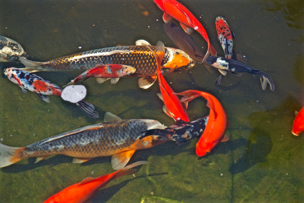 В акимате прокомментировали видео с замёрзшей рыбой в пруду ботанического сада Нур-Султана