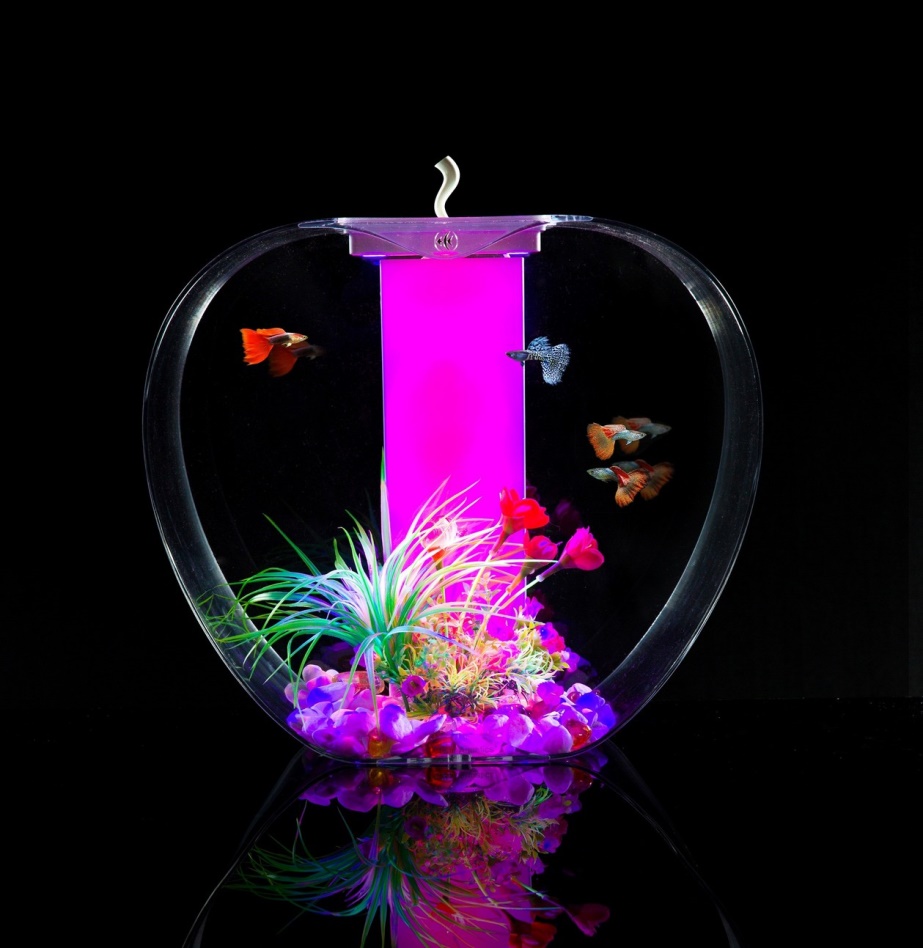 на фото Настольный акриловый аквариум «Яблоко»