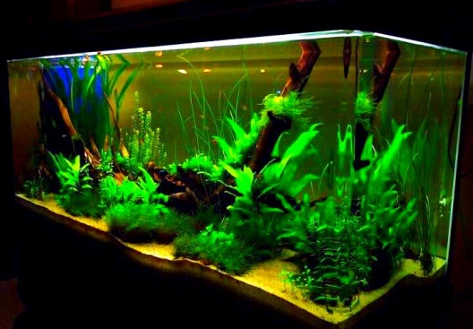 Красивый аквараиум на фото