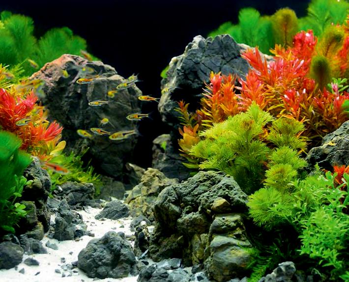Камни для пресноводного аквариума: как правильно подобрать и обработать
