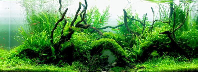 растения держатся в грунте под водой