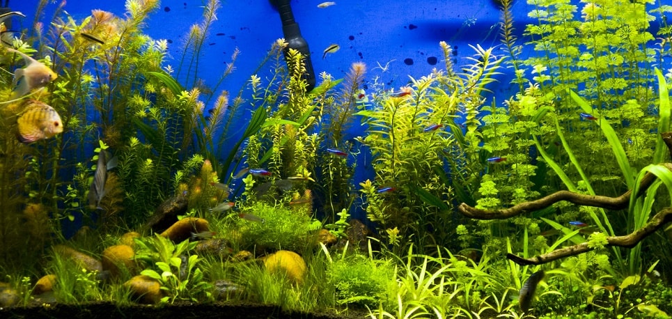 Выставочный многовидовой аквариум с растениями (Фото Ви.Ви)