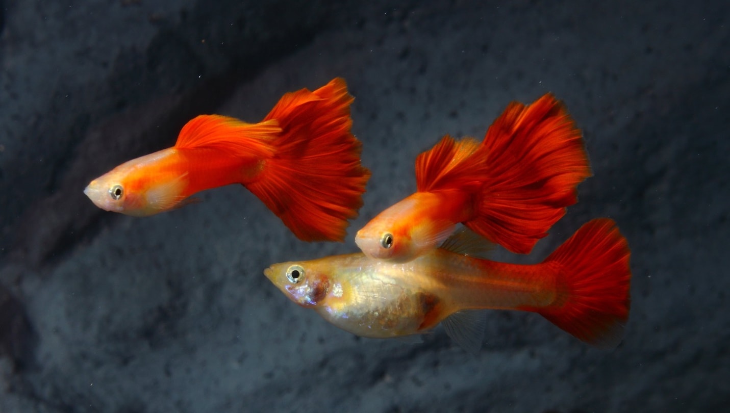 Гуппи – одна из простых в содержании рыб  (Фото Зигги Лийя)