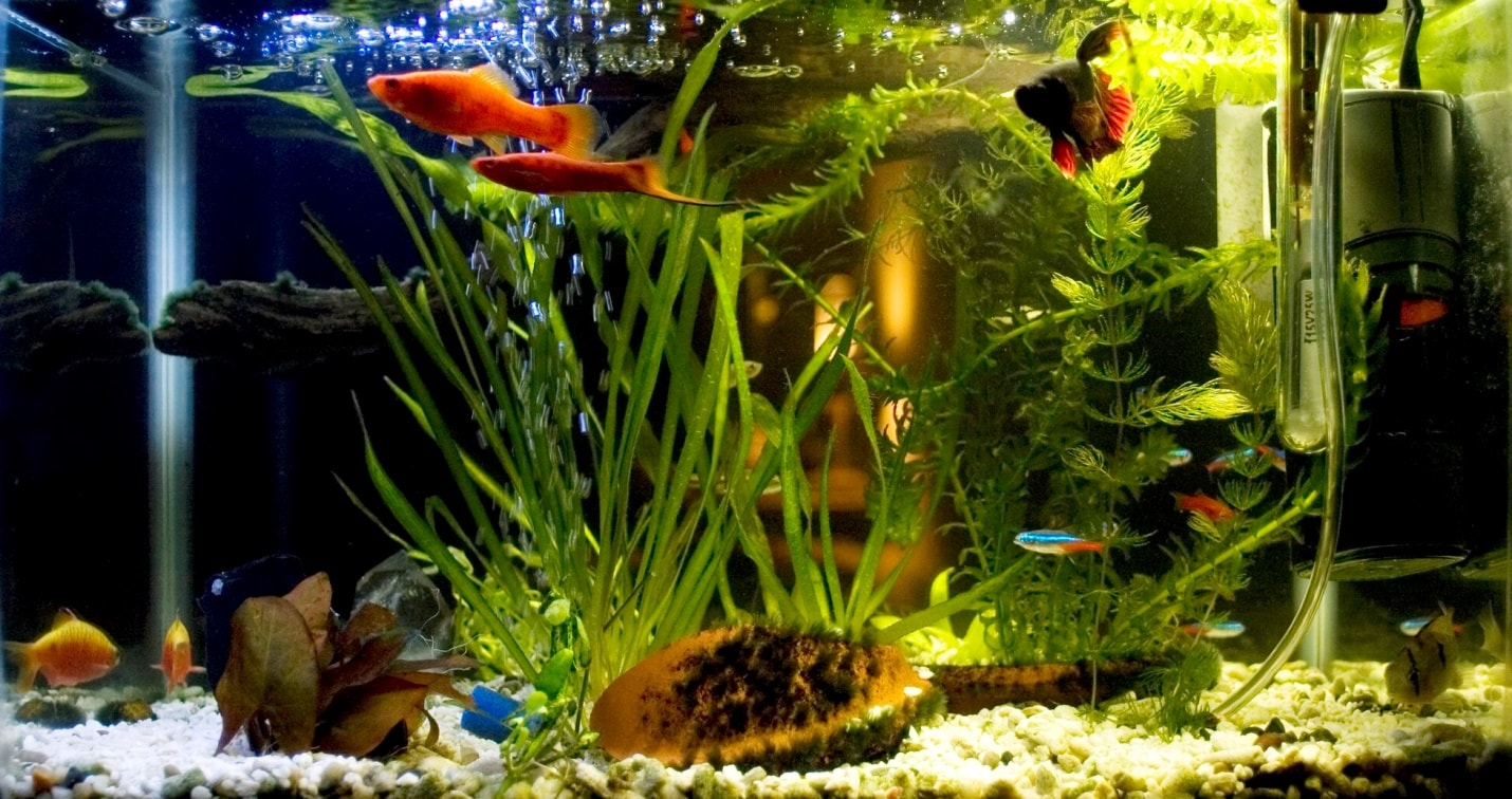 Простой многовидовой аквариум (Фото Грувизуви)