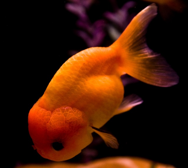 Виды Золотых Рыбок Фото