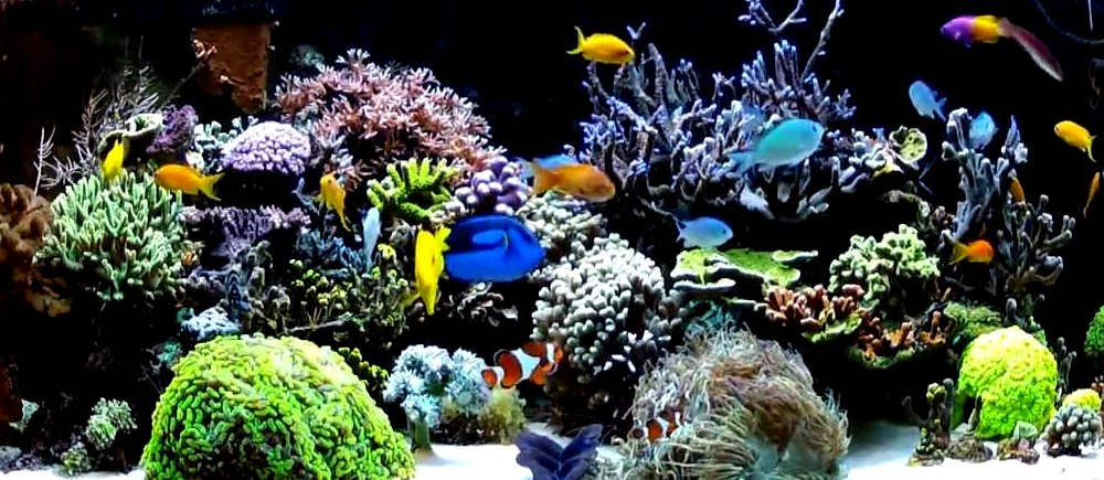 Фильтры для аквариума: виды фильтрации, какой выбрать?