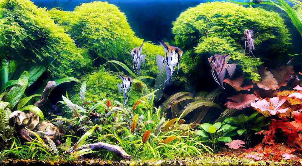Посадка, размножение и содержание акваиумных растений
