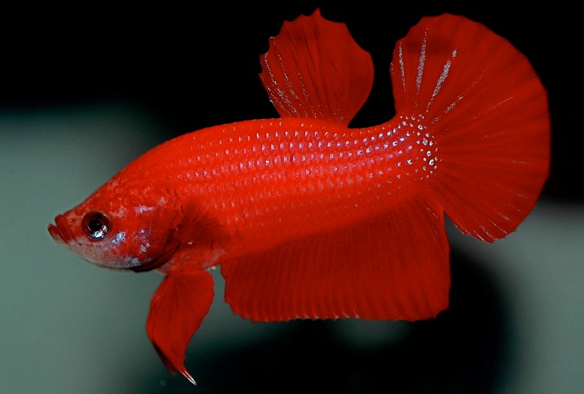 рыба петушок название на английском. Смотреть фото рыба петушок название на английском. Смотреть картинку рыба петушок название на английском. Картинка про рыба петушок название на английском. Фото рыба петушок название на английском рыба петушок название на английском. Смотреть фото рыба петушок название на английском. Смотреть картинку рыба петушок название на английском. Картинка про рыба петушок название на английском. Фото рыба петушок название на английском