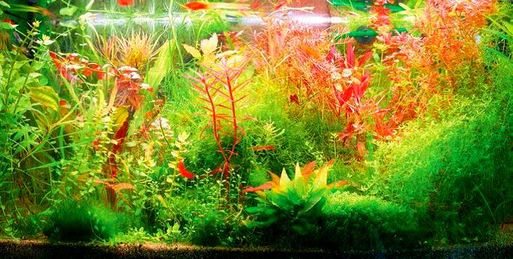 Голландский аквариум в Москве. Купить голландский аквариум с растениями &# | Подводный мир