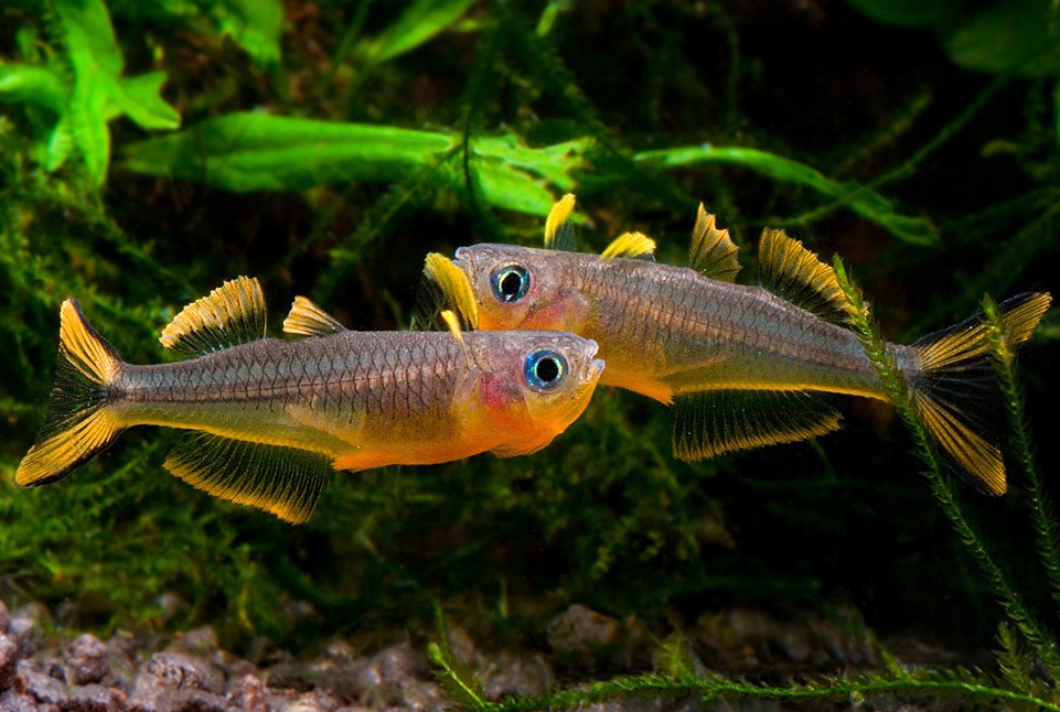 Популярные виды живого корма для аквариумных рыбок: названия и описание
