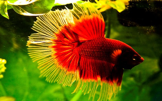 рыба петушок название на английском. Смотреть фото рыба петушок название на английском. Смотреть картинку рыба петушок название на английском. Картинка про рыба петушок название на английском. Фото рыба петушок название на английском рыба петушок название на английском. Смотреть фото рыба петушок название на английском. Смотреть картинку рыба петушок название на английском. Картинка про рыба петушок название на английском. Фото рыба петушок название на английском