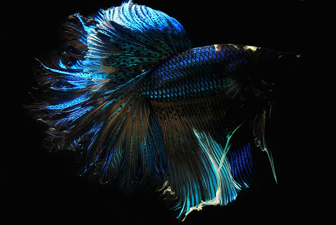 рыба петушок название на английском. Смотреть фото рыба петушок название на английском. Смотреть картинку рыба петушок название на английском. Картинка про рыба петушок название на английском. Фото рыба петушок название на английском рыба петушок название на английском. Смотреть фото рыба петушок название на английском. Смотреть картинку рыба петушок название на английском. Картинка про рыба петушок название на английском. Фото рыба петушок название на английском