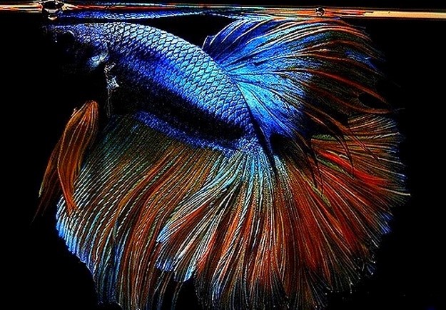 рыба петушок название на английском. Смотреть фото рыба петушок название на английском. Смотреть картинку рыба петушок название на английском. Картинка про рыба петушок название на английском. Фото рыба петушок название на английском рыба петушок название на английском. Смотреть фото рыба петушок название на английском. Смотреть картинку рыба петушок название на английском. Картинка про рыба петушок название на английском. Фото рыба петушок название на английском