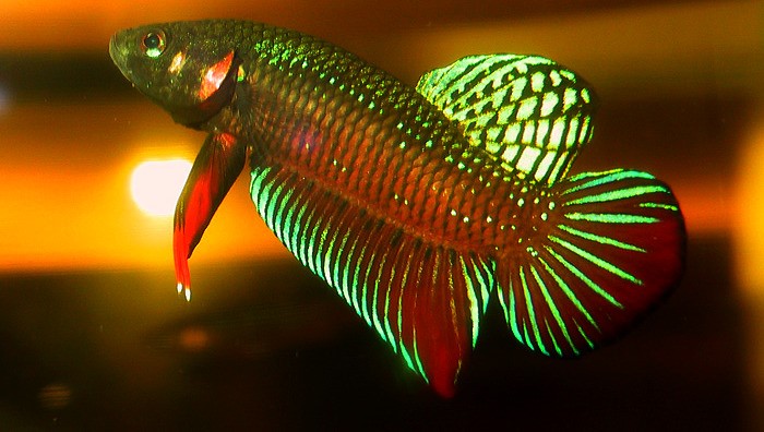 рыба петушок название на английском. Смотреть фото рыба петушок название на английском. Смотреть картинку рыба петушок название на английском. Картинка про рыба петушок название на английском. Фото рыба петушок название на английском рыба петушок название на английском. Смотреть фото рыба петушок название на английском. Смотреть картинку рыба петушок название на английском. Картинка про рыба петушок название на английском. Фото рыба петушок название на английском