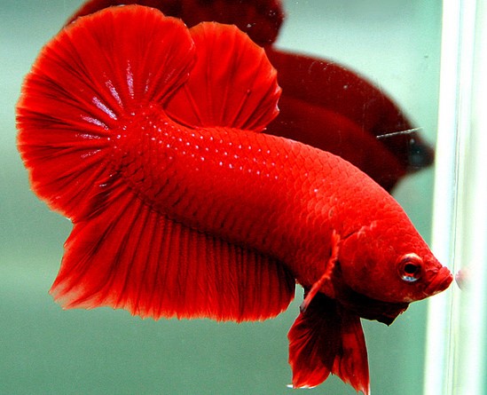 Красный плакат