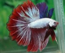 Петушки Халф Мун купить в интернет-магазине