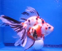 Купить аквариумную золотую рыбку по низкой цене от 99 руб.