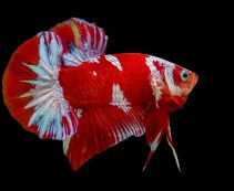 Рыбки петушки купить