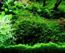Аквариумные мхи и папоротники купить в Москве недорого с доставкой.