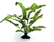 V Шелковое растение 