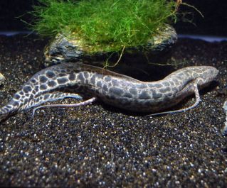 Протоптер мраморный (Protopterus aethiopicus) купить