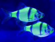 Барбус флуоресцентный салатовый (BH007F)