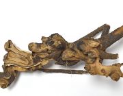 Коряга 
