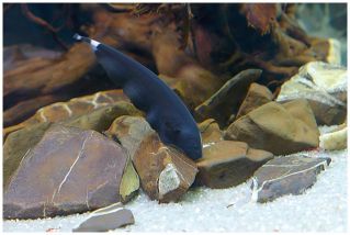 Нож черный купить 5см (SV018)