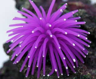 Декорация для аквариума из силикона 