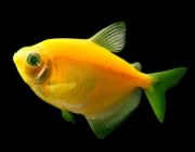 Тернеция флуоресцентная желтая (NH009Y)