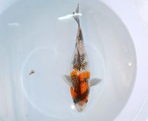 Карп кои лот 43 (ККL038) шова гинрин