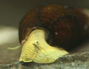 Улитка тиломелания жёлтый кролик (UL-A5)