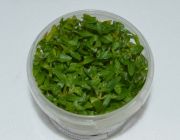 Стаурогин ползучий (TC 02)