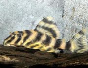 Пеколтия виттата Peckoltia vittata L015, 6-7см