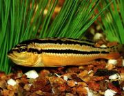 Меланохромис ауратус 6-7см