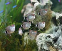 Тетра красноглазая (филомена, моэнкаузия)