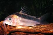 Коридорас рабаути 2,5 см (SH024)