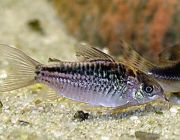 Коридорас элеганс