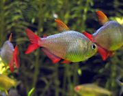 Тетра колумбийская (TRD003)