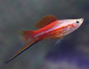 Меченосец красно-белый черный меч 4см (GR 19)