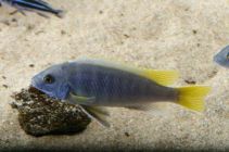 Псевдотрофеус асей купить 5 см