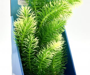 Кабомба зеленая 30см в картонной коробке (YS-60511-1)