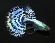 Гуппи самцы ассорти московские филигранные