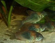 Коридорас венесуэла 2,5-3см