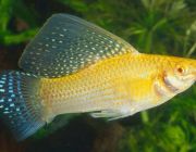 Велифера желтая 4см