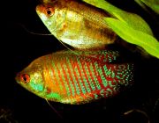 Лялиус радужный 4-5см