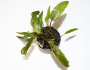 Криптокорина Вендта Красная (TC 11)