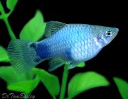 Пецилия голубой Микки Маус 2,5см (GR 25)