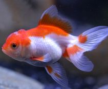 Золотая рыбка Фантейл красно-белый 5-6см